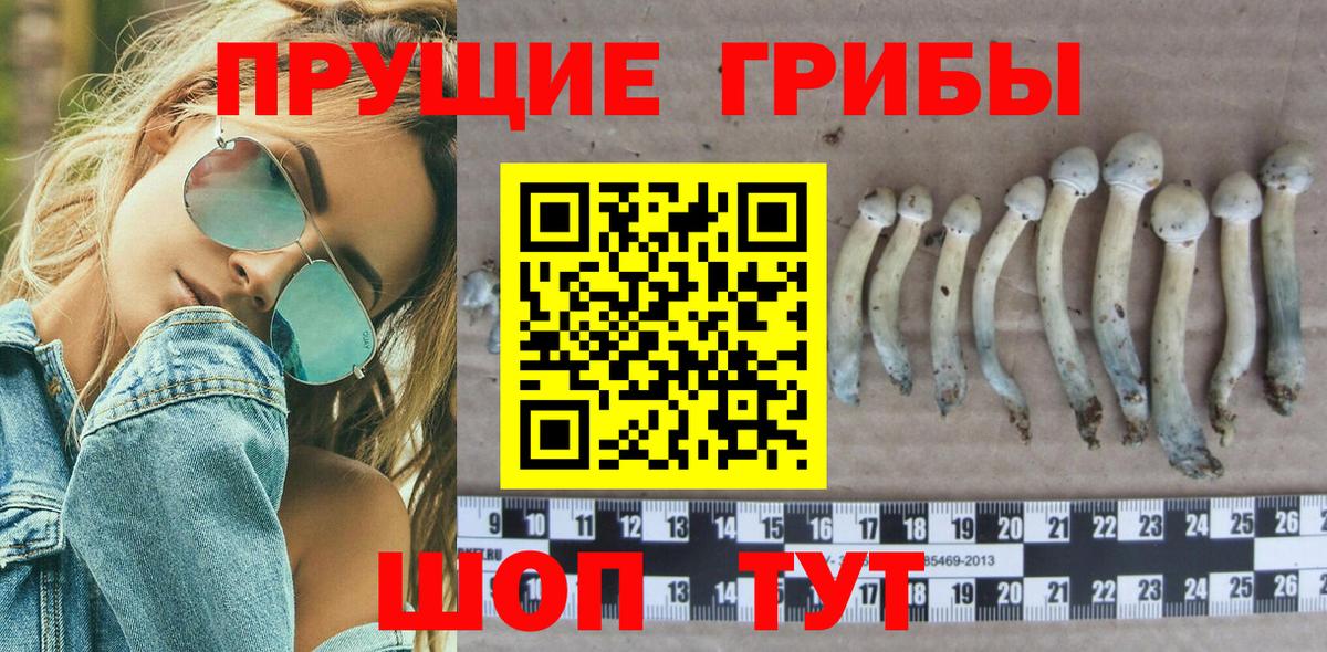 Псилоцибиновые грибы Psilocybe Печора